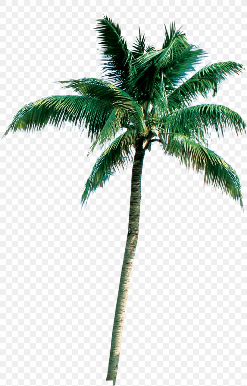 Palm Trees Coconut Clip Art Roystonea Regia, PNG, 1022x1600px, 3d ...