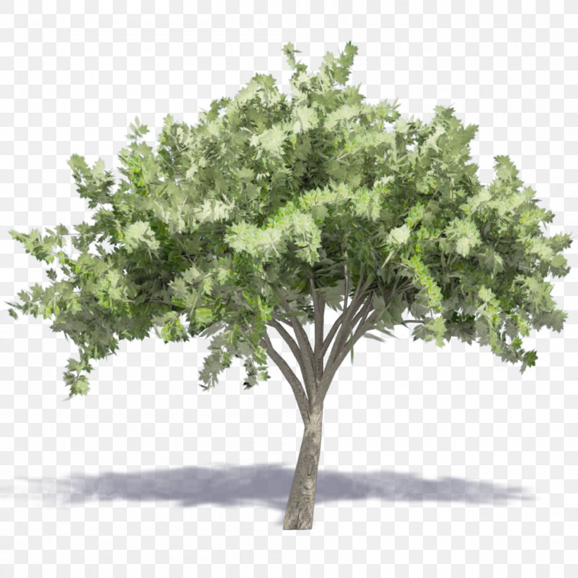 Tree Drawing, PNG, 1000x1000px, Tree, Branch, Deciduous, Drawing, Oak Download Free
