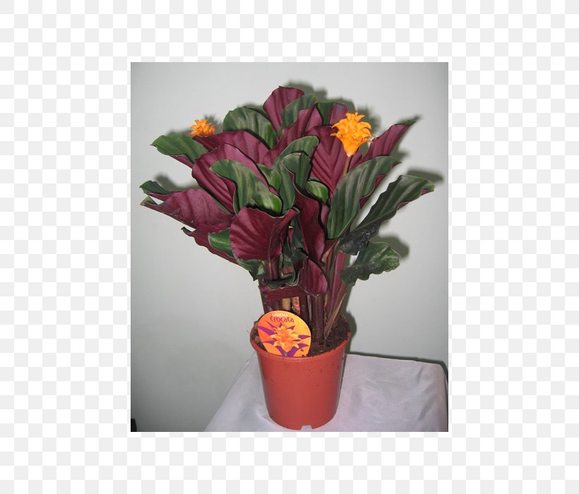 Floral Design Houseplant Flower Calathea Veitchiana, PNG, 525x700px, Floral Design, Artificial Flower, Blossom, Calatheas, Cut Flowers Download Free