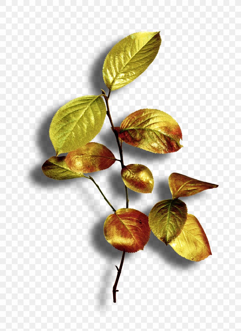 Leaf Plant, PNG, 1704x2346px, Leaf, Plant Download Free