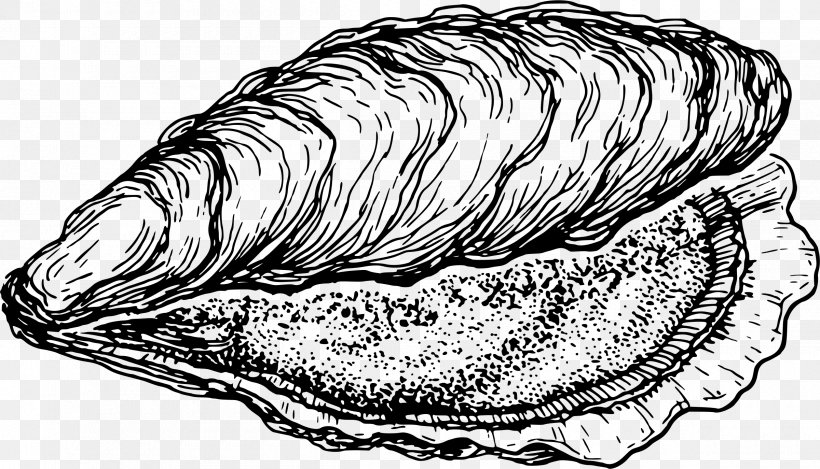 Oyster Clam Drawing Seashell Clip Art, PNG, 2400x1374px, Oyster, Artwork, Black And White, Clam, Clams Oysters Mussels And Scallops Download Free