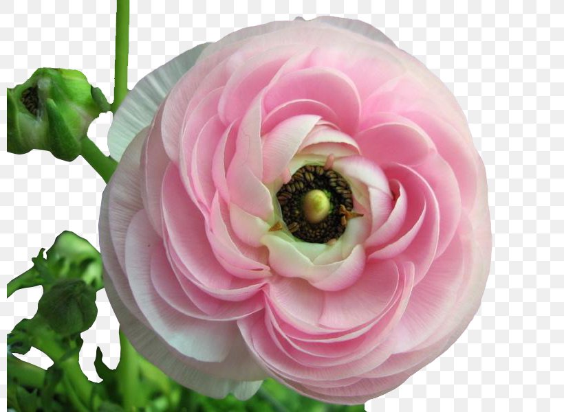 Ranunculus Asiaticus Meadow Buttercup Flower Seed Perennial Plant, PNG, 800x600px, Ranunculus Asiaticus, Artificial Flower, Bonsai, Bulb, Buttercup Download Free