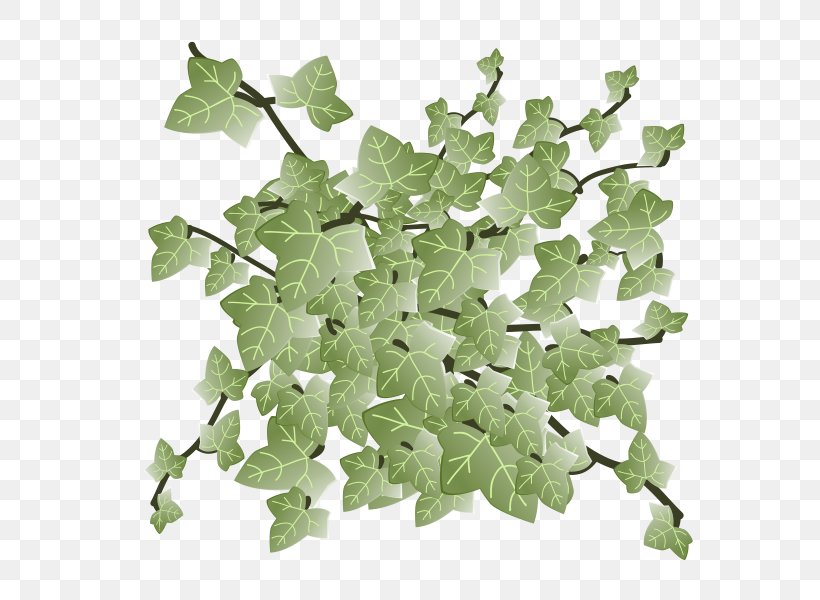 Spring Greens Leaf Vegetable, PNG, 567x600px, Spring Greens, Ivy, Ivy Family, Leaf, Leaf Vegetable Download Free