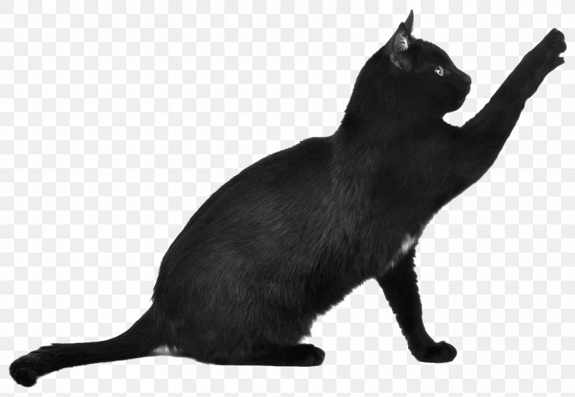 Bengal Cat Kitten Scottish Fold Toyger Black Cat, PNG, 1916x1324px, Bengal Cat, Asian, Black, Black And White, Black Cat Download Free