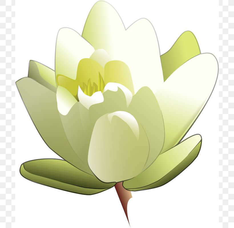 Easter Lily Tiger Lily Flower Clip Art, PNG, 714x800px, Easter Lily, Aquatic Plant, Arumlily, Floral Design, Flower Download Free