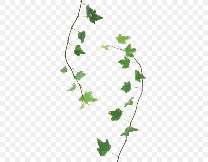 Twig Leaf Branch Drawing, PNG, 454x640px, Twig, Branch, Drawing, Flora, Flower Download Free