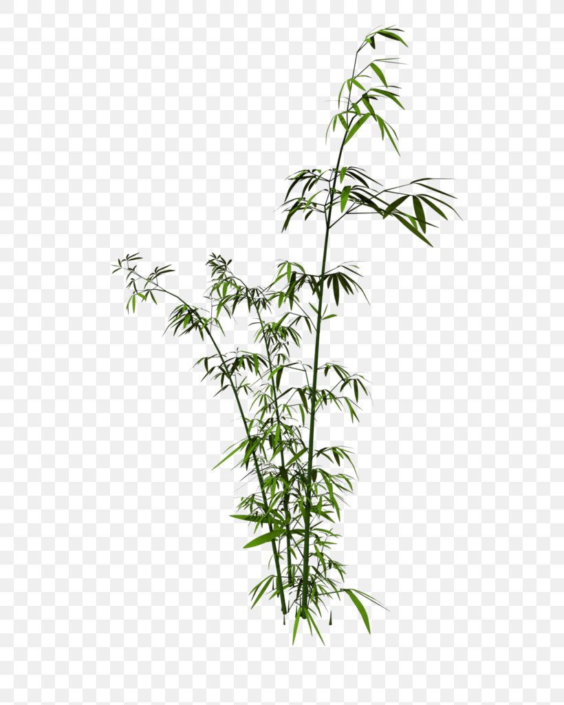 Bamboo Download Clip Art, PNG, 699x1024px, Bamboo, Bambusa Oldhamii, Branch, Channel, Flowerpot Download Free
