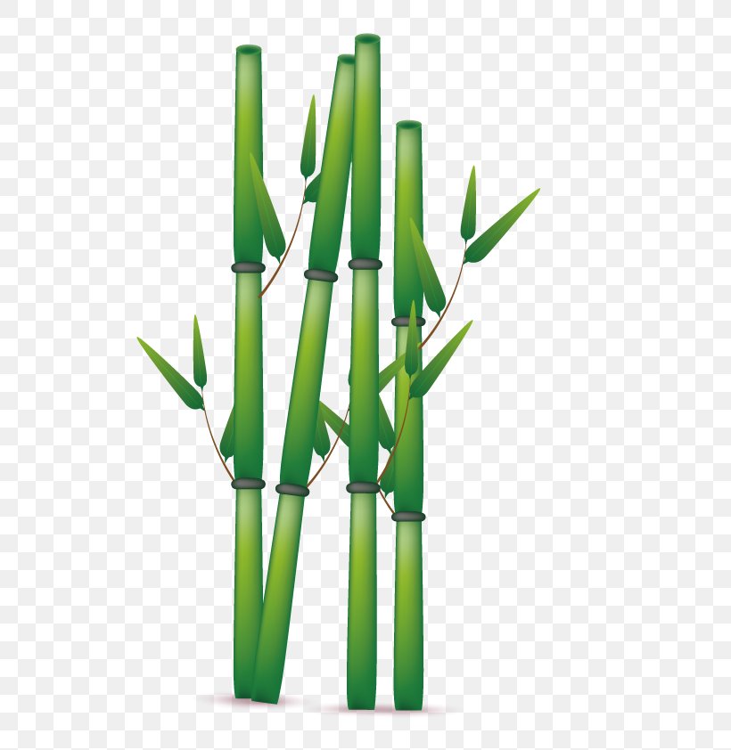 Bamboo Euclidean Vector, PNG, 800x842px, Bamboo, Bamboe, Bamboo Construction, Grass, Grass Family Download Free