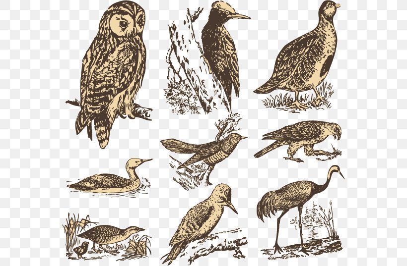 Bird Euclidean Vector Illustration, PNG, 570x537px, Bird, Animal, Beak, Bird Of Prey, Buzzard Download Free