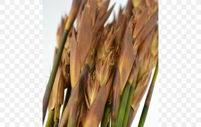 Emmer Spelt Common Wheat, PNG, 863x547px, Emmer, Cereal, Commodity, Common Wheat, Dinkel Wheat Download Free