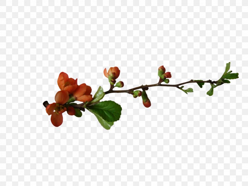 Flowering Plant Tree Clip Art, PNG, 1600x1200px, Flower, Blossom, Branch, Bud, Flowering Plant Download Free