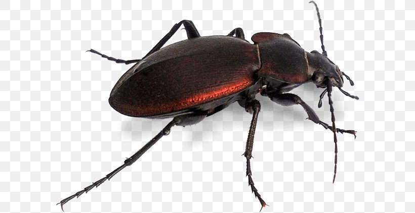 Japanese Rhinoceros Beetle Dung Beetle Stag Beetle Longhorn Beetle, PNG, 600x422px, Japanese Rhinoceros Beetle, Ant, Arthropod, Beetle, Butterfly Download Free