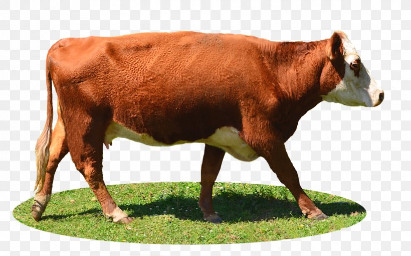 Limousin Cattle Highland Cattle Holstein Friesian Cattle Calf, PNG, 1133x705px, Limousin Cattle, Animal Figure, Aurochs, Bull, Calf Download Free