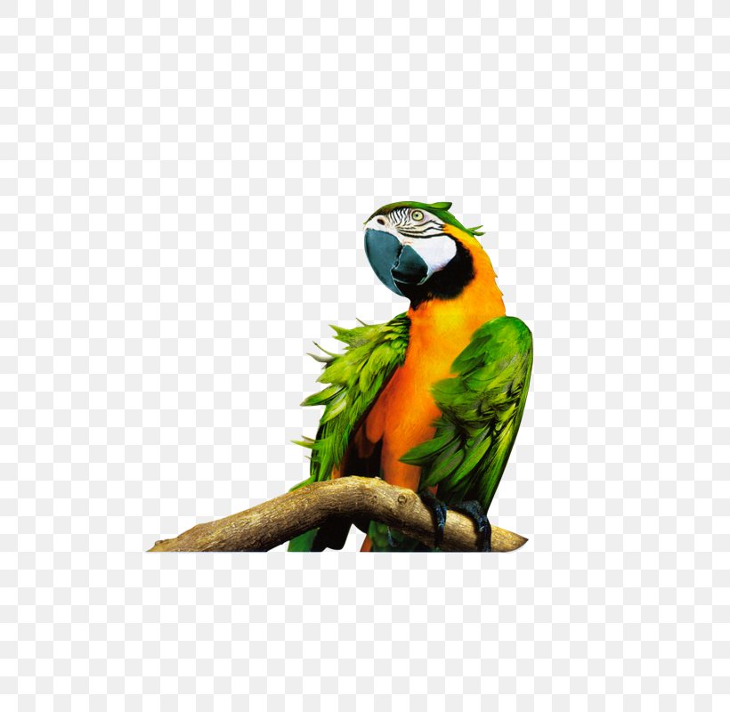 Parrot Bird Macaw 1080p High-definition Television, PNG, 800x800px, Parrot, Art, Beak, Bird, Canvas Download Free