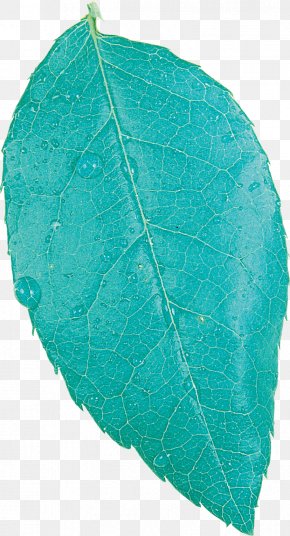 Leaf - Autumn Leaf Color Plant Pathology Anatomy PNG