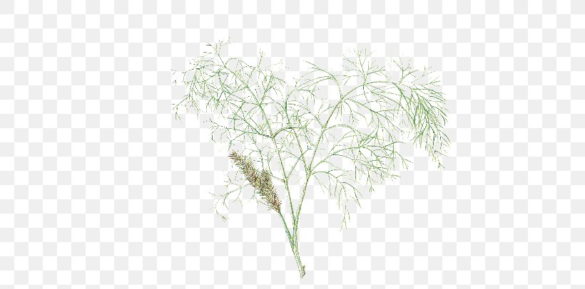 Fennel Plant Stem Herb Vegetable, PNG, 500x406px, Fennel, Botanical Garden, Branch, Flora, Flower Download Free