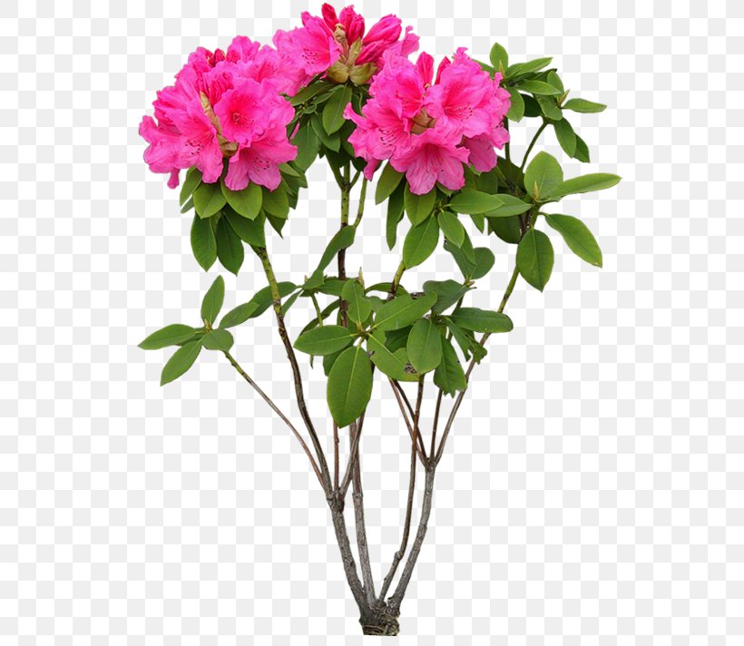 Flower Plant, PNG, 600x712px, Flower, Annual Plant, Azalea, Branch, Cut Flowers Download Free