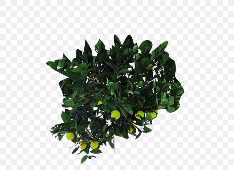 Flowerpot Houseplant Leaf Tree Shrub, PNG, 1292x942px, Flowerpot, Evergreen, Houseplant, Leaf, Plant Download Free