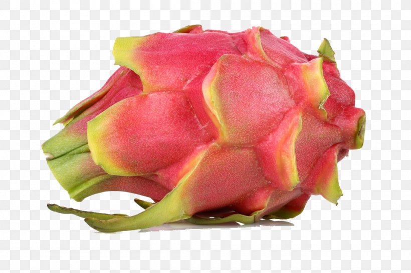 Pitaya Auglis Food Sweetness, PNG, 1100x733px, Pitaya, Auglis, Bud, Candied Fruit, Cut Flowers Download Free