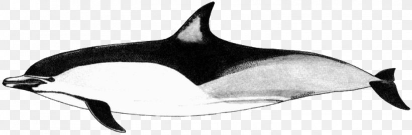 Short-beaked Common Dolphin Tucuxi White-beaked Dolphin Long-beaked Common Dolphin Porpoise, PNG, 1504x497px, Shortbeaked Common Dolphin, Animal Figure, Atlantic Whitesided Dolphin, Beak, Black And White Download Free