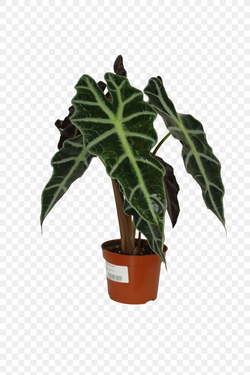 Flowerpot Leaf Houseplant, PNG, 1440x2160px, Flowerpot, Alismatales, Anthurium, Arum Family, Flower Download Free