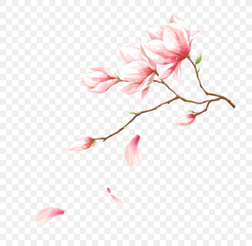 Pink Download Flower, PNG, 800x800px, Pink, Blossom, Branch, Cherry Blossom, Color Download Free
