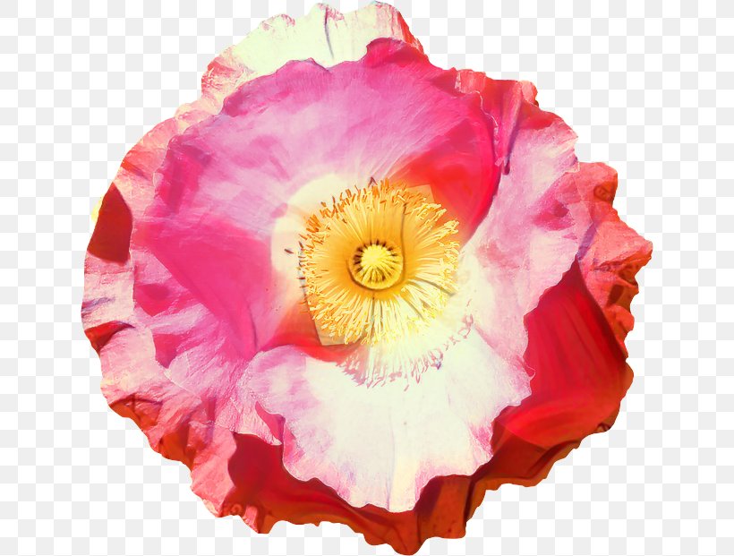 Lily Flower Cartoon, PNG, 640x621px, Flower, Begonia, Blue Rose, Common Poppy, Cut Flowers Download Free