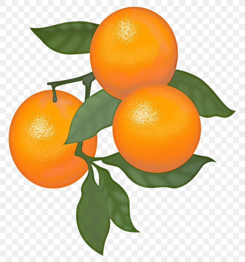 Orange, PNG, 800x878px, Citrus, Bitter Orange, Clementine, Fruit, Mandarin Orange Download Free