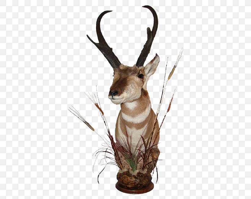 Waterbuck Trophy Hunting Deer Horn, PNG, 414x650px, Waterbuck, Antelope, Antler, Deer, Fauna Download Free