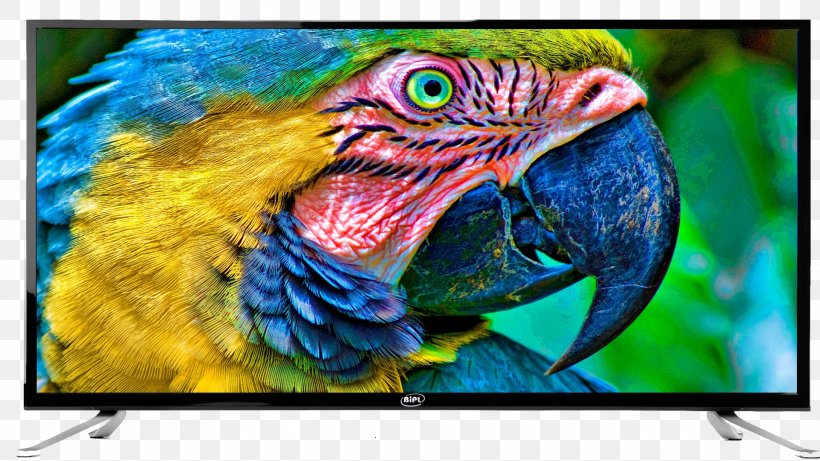 Bird Macaw Parakeet Cockatoo Rosellas, PNG, 1920x1080px, Bird, Advertising, Animal, Beak, Cockatoo Download Free