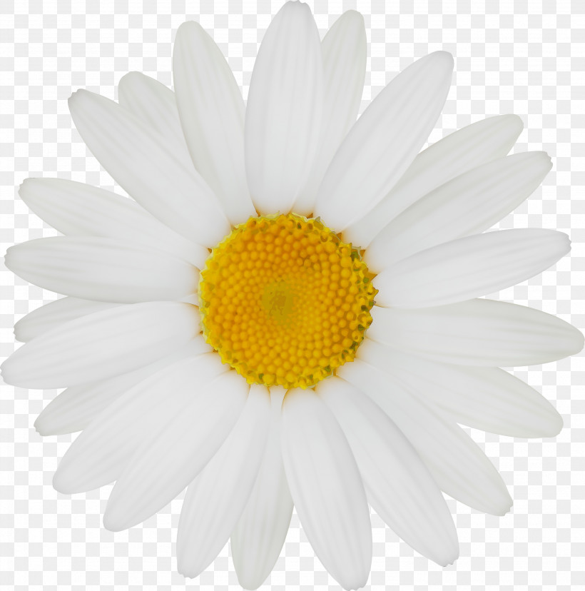 Daisy, PNG, 2968x3000px, Watercolor, Camomile, Chamomile, Daisy, Flower Download Free