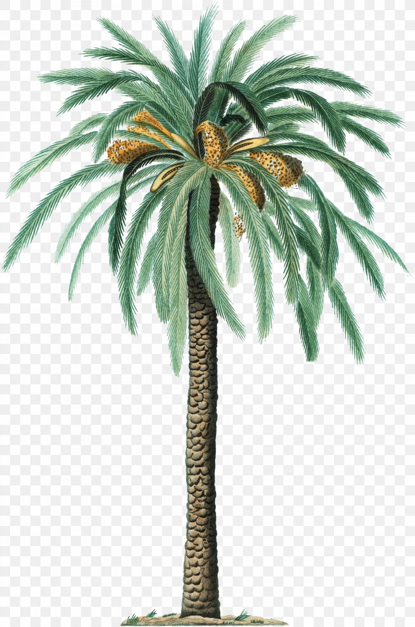 Date Palm Phoenix Canariensis Botany Arecaceae Evergreen, PNG, 1983x3000px, Date Palm, Arecaceae, Arecales, Borassus Flabellifer, Botany Download Free