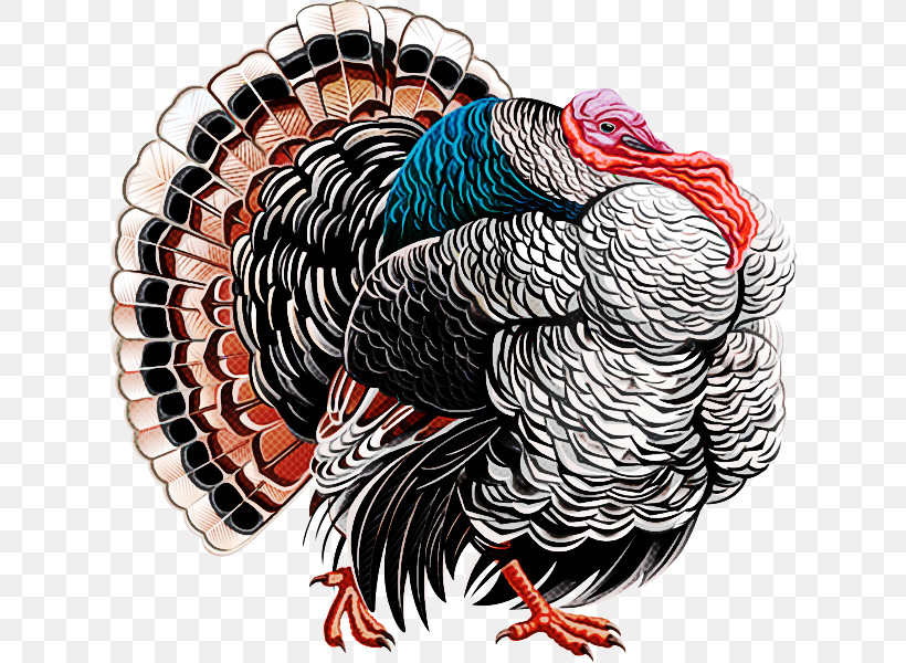 Feather, PNG, 623x600px, Turkey, Bird, Feather, Tshirt, Wild Turkey Download Free
