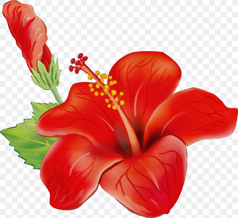 Floral Design, PNG, 1178x1080px, Watercolor, Anthurium, Artificial Flower, Chinese Hibiscus, Floral Design Download Free