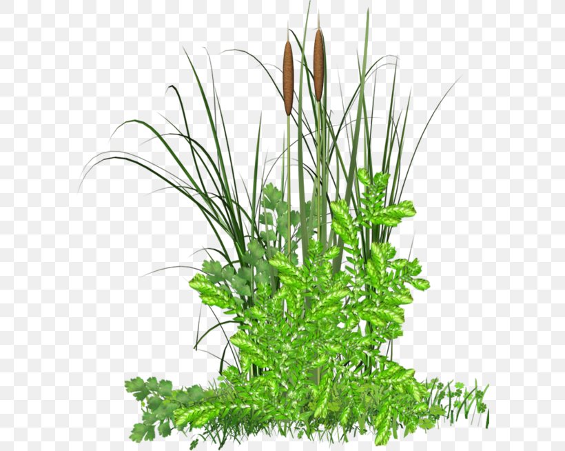 Grass Herbaceous Plant Clip Art, PNG, 600x654px, Grass, Aquarium Decor, Commodity, Cymbopogon Citratus, Flowerpot Download Free
