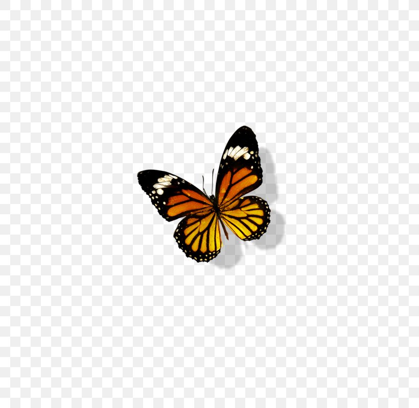 Monarch Butterfly Transparency And Translucency, PNG, 800x800px, Butterfly, Arthropod, Brush Footed Butterfly, Drawing, Gratis Download Free
