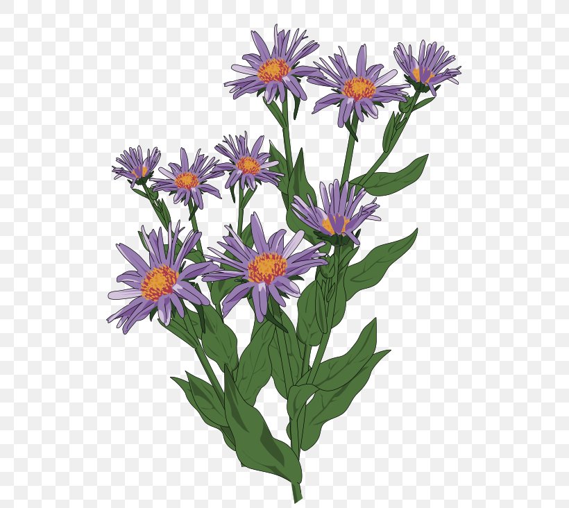 Aster Pyrenaeus Flower Clip Art, PNG, 556x732px, Aster, Annual Plant, Aster Pyrenaeus, Daisy, Daisy Family Download Free