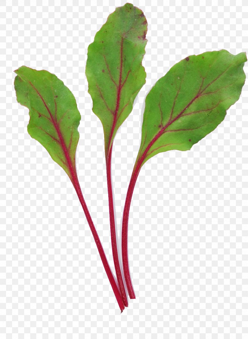 Chard Leaf Vegetable Common Beet Salad, PNG, 1001x1367px, Chard, Beet, Chemical Substance, Common Beet, Food Download Free