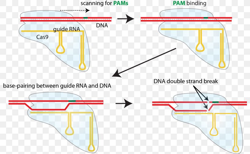 CRISPR Guide RNA Cas9 Non-homologous End Joining DNA, PNG, 800x507px, Crispr, Area, Diagram, Dna, Dna Repair Download Free