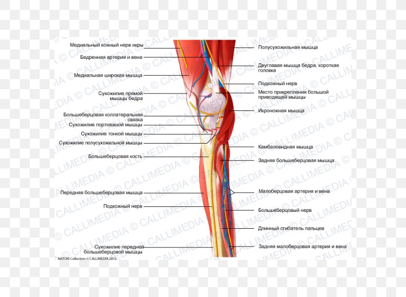 Homo Sapiens Shoulder Muscle Nerve Blood Vessel, PNG, 600x600px, Watercolor, Cartoon, Flower, Frame, Heart Download Free