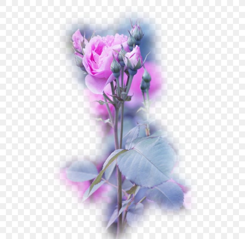 Parc Floral De Paris Garden Roses Flower, PNG, 535x800px, Parc Floral De Paris, Blue Rose, Cut Flowers, Dahlia, Floral Design Download Free