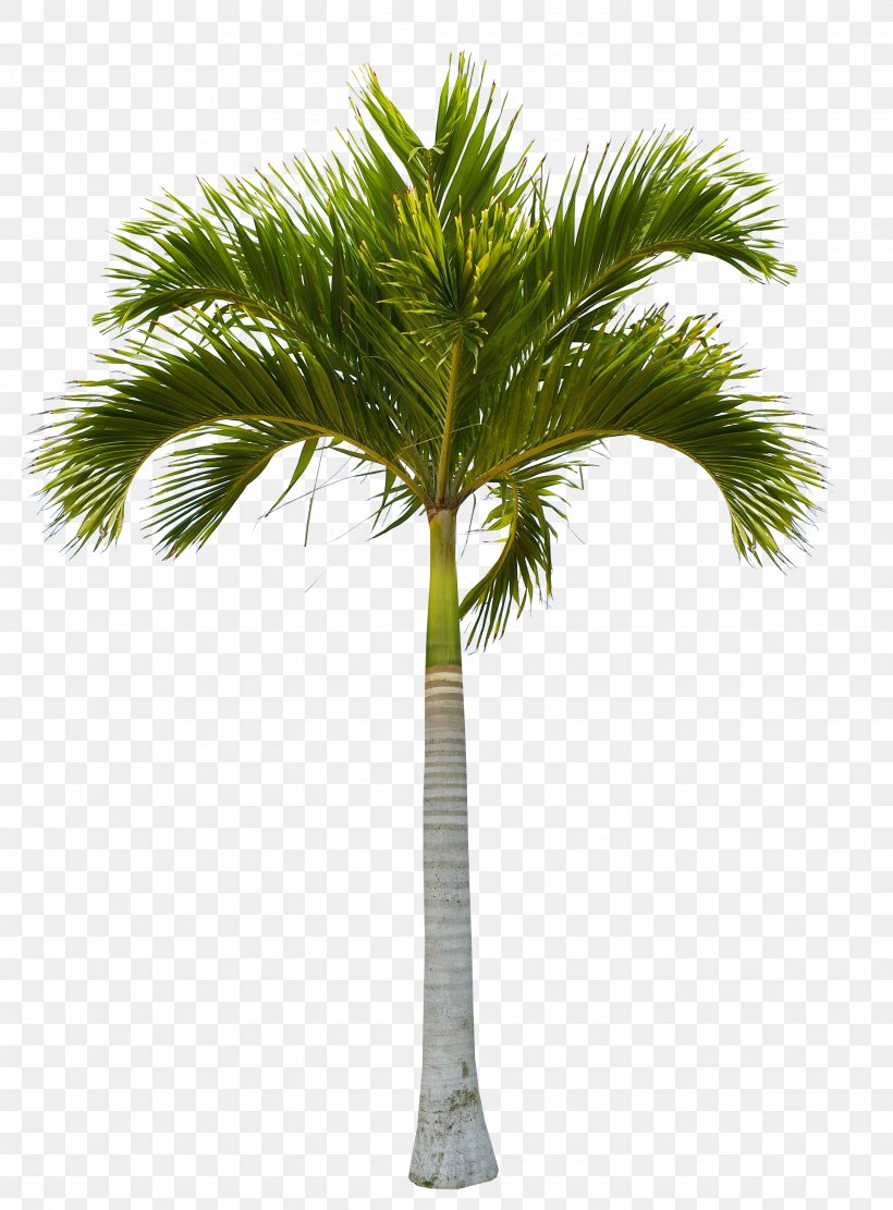 Tree Coconut Clip Art, PNG, 2657x3600px, Tree, Arecaceae, Arecales, Borassus Flabellifer, Branch Download Free