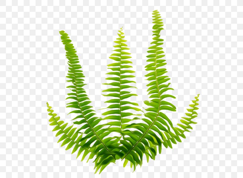 Fern Green Viridiplantae, PNG, 609x600px, Fern, Burknar, Cartoon, Ferns And Horsetails, Grass Download Free