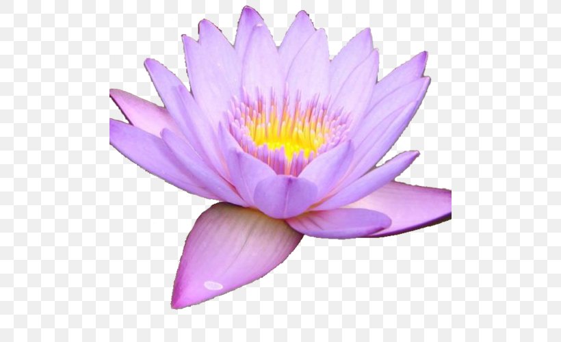 Close-up MTN Group Lotus-m, PNG, 500x500px, Closeup, Aquatic Plant, Flower, Flowering Plant, Lotus Download Free