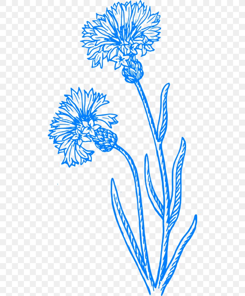 Cornflower Drawing Clip Art Sketch Image, PNG, 500x990px, Cornflower, Area, Art, Artwork, Black And White Download Free