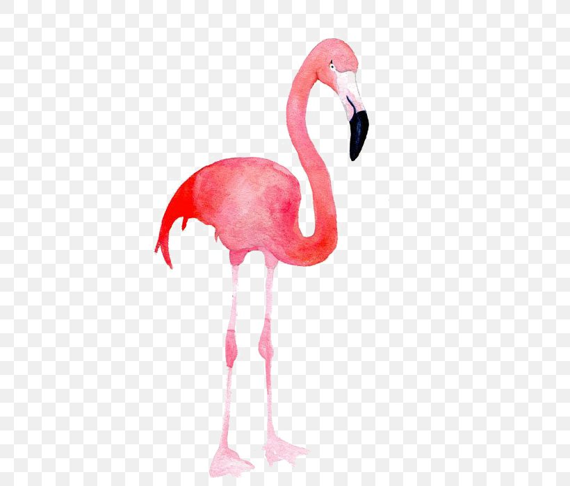 Flamingo Blue Pink Color, PNG, 556x700px, Flamingo, Art, Beak, Bird, Blue Download Free
