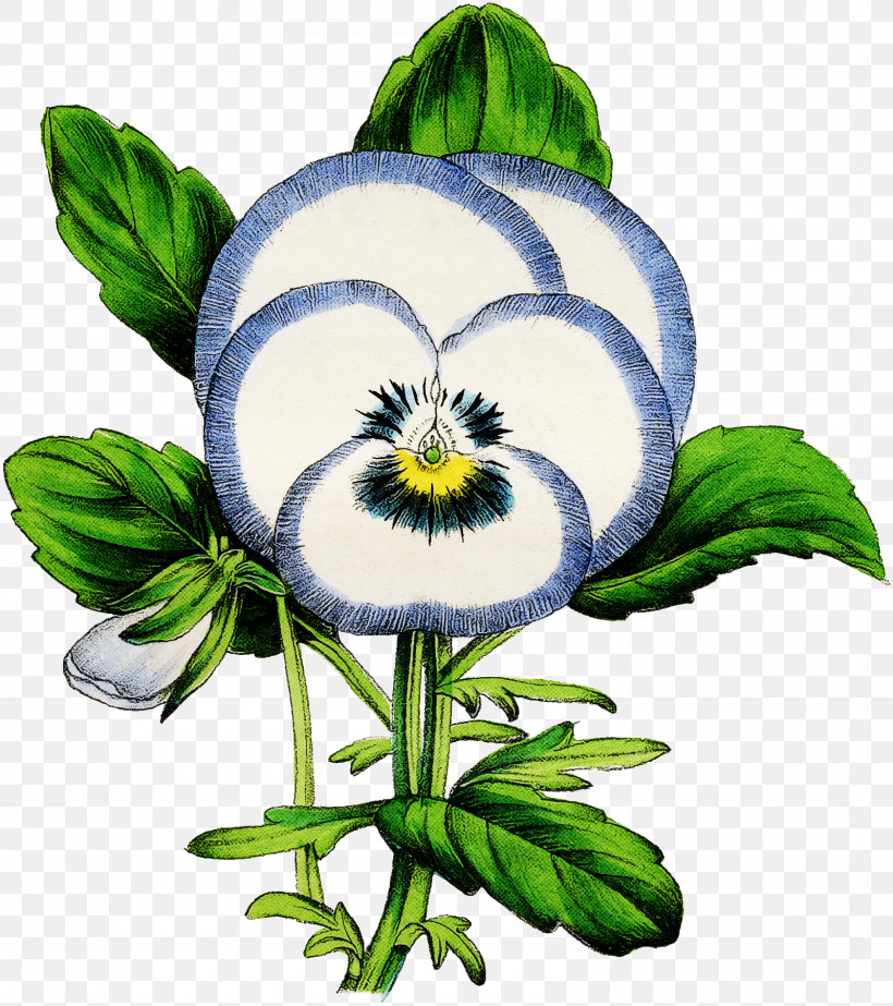 Flower Plant Violet Family Wildflower Pansy, PNG, 1599x1800px, Flower, Pansy, Plant, Violet Family, Wildflower Download Free