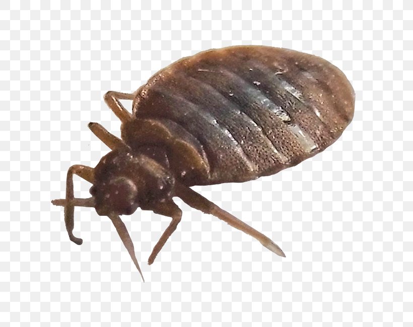 True Bugs Bed Bug Insect Pest Control, PNG, 722x650px, True Bugs, Arizona, Arthropod, Bait, Bed Download Free