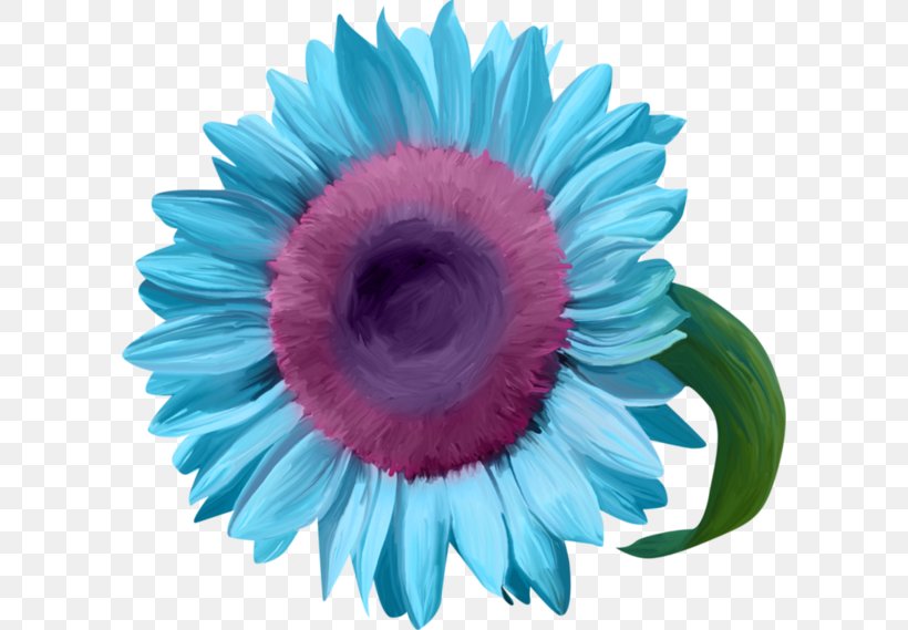 Blue Common Sunflower Transvaal Daisy, PNG, 600x569px, Blue, Close Up, Color, Common Sunflower, Cut Flowers Download Free