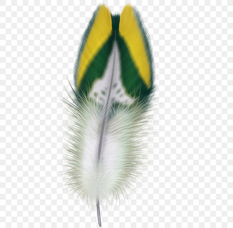 Feather Clip Art Bird Digital Image, PNG, 455x800px, Feather, Beak, Bird, Close Up, Digital Image Download Free